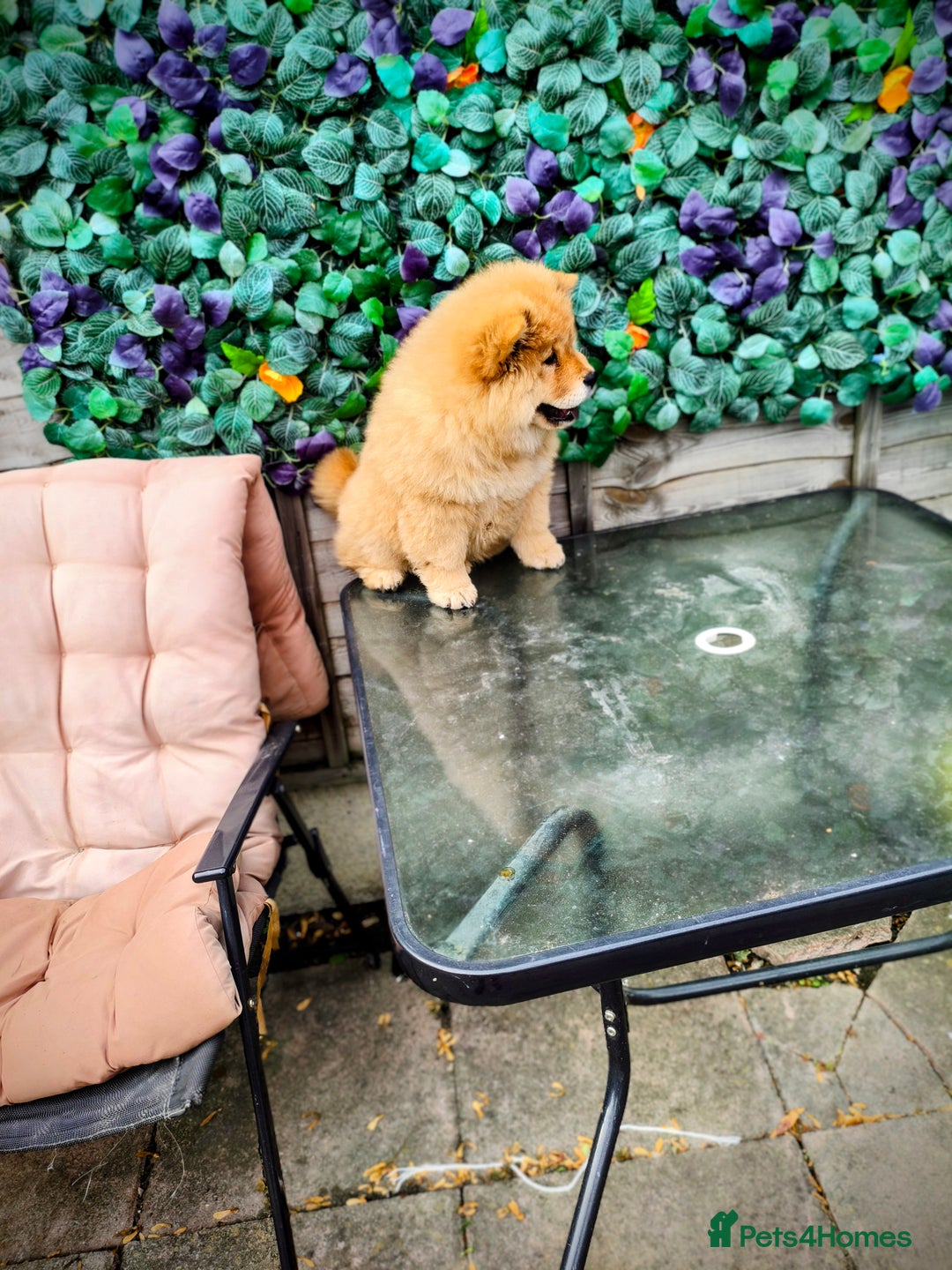 Chow Chow dogs for sale: Chow chow - Image 6