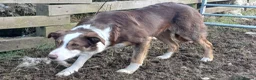 Border Collie dogs for sale: Working collie pups  in Lairg - Advert 5