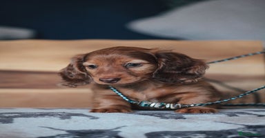 Miniature Dachshund dogs - Advert 2