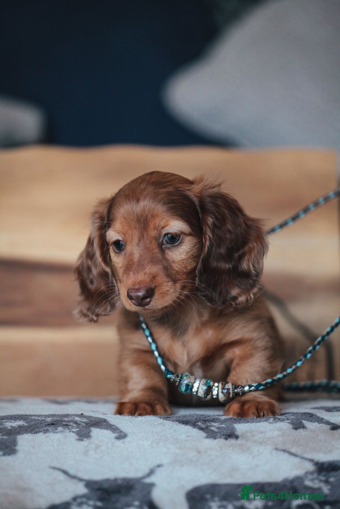Miniature Dachshund dogs for sale: RED Russian Pedigree Miniature Dachshunds - Image 2