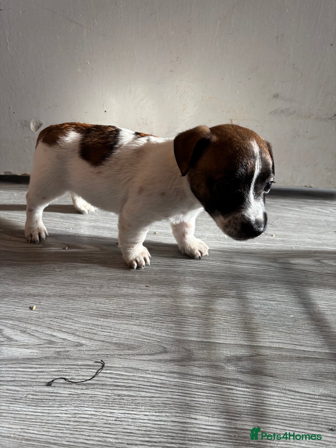 Jack Russell dogs for sale: 3 stunning Jack Russell’s  - Image 4
