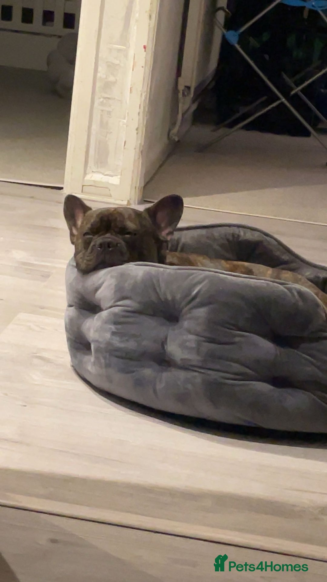 French Bulldog dogs for stud: Female Fenchie looking for stud - Image 5