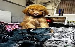 Cockapoo dogs for sale: Berdoodle 11 weeksold FULLY VACCINATED  - Image 22