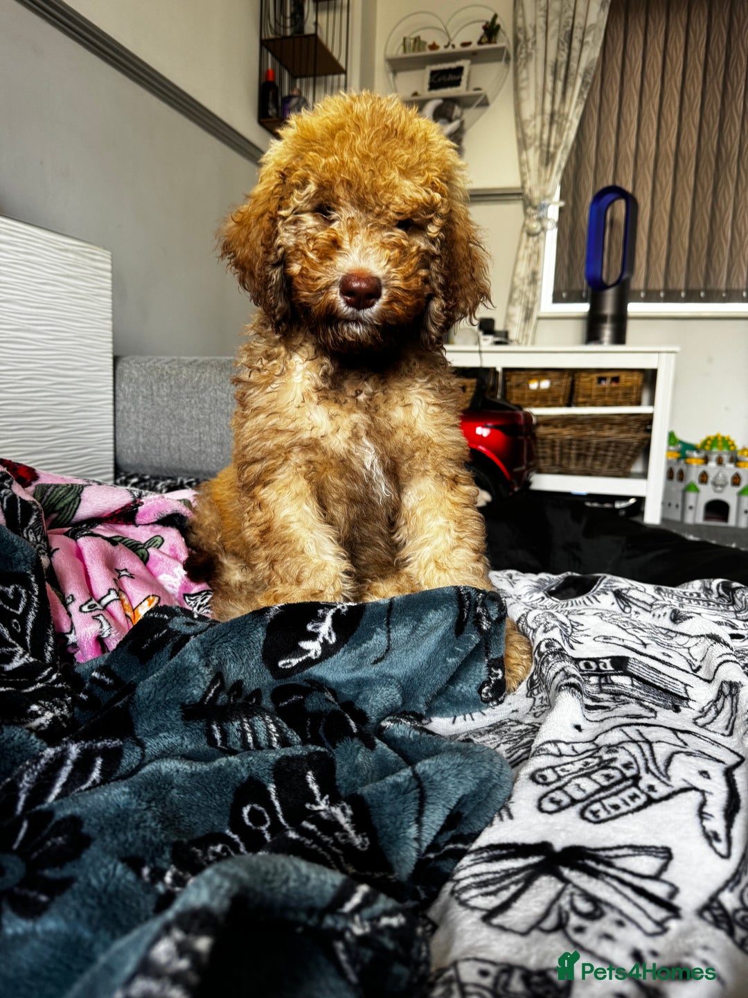 Cockapoo dogs for sale: Berdoodle 11 weeksold FULLY VACCINATED  - Image 22