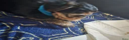 Mixed Breed dogs for sale: 4 gorgeous yorkshire terrier x mini yorkie pups - Advert 3