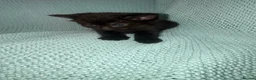 Russian Blue cats for sale: Domestic Shorthair & Russian Blue Kittens - Advert 9