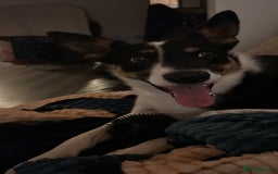 Border Collie dogs for sale: 15 month old male collie for sale (not a farm dog) - Advert 2