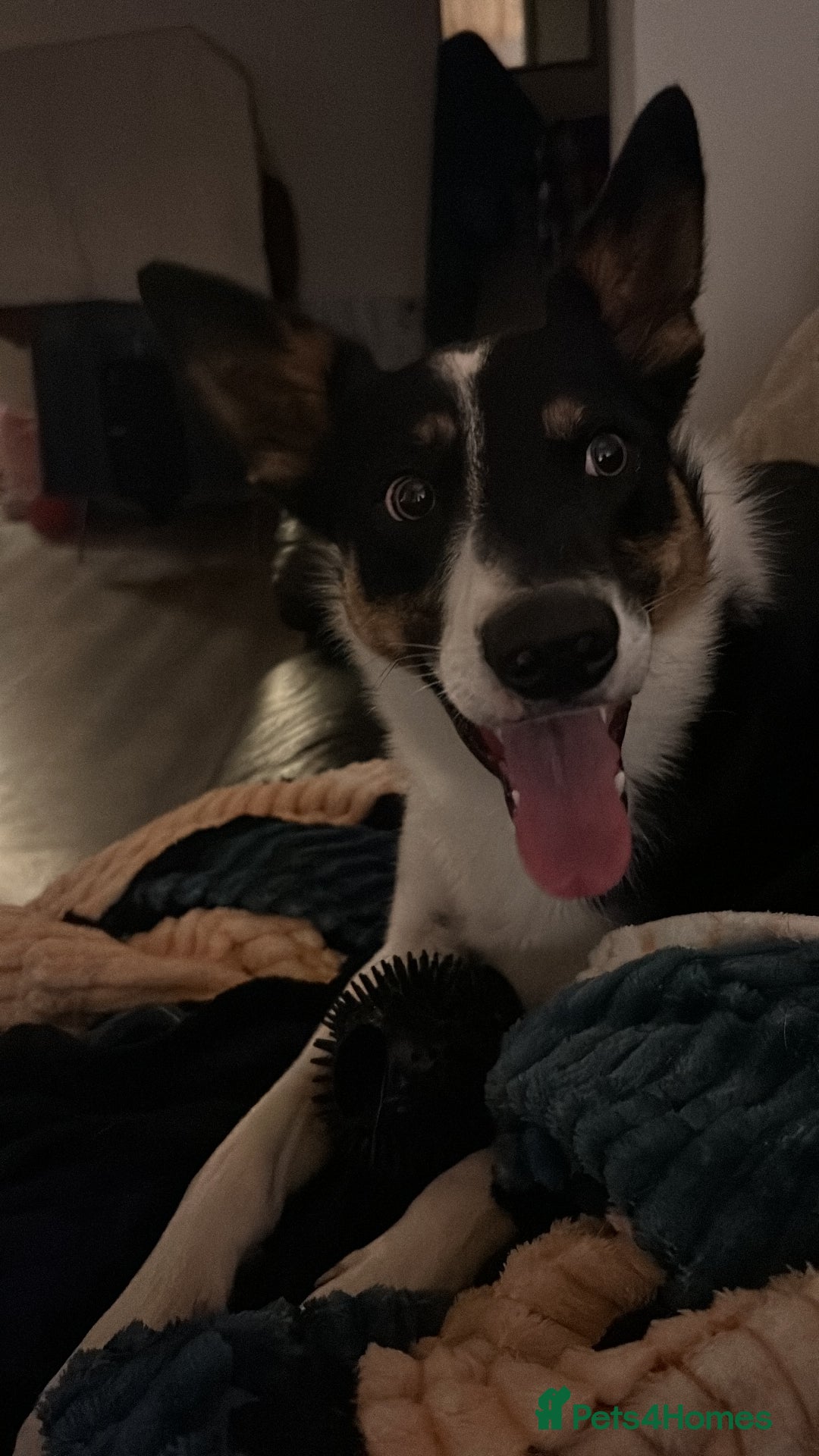 Border Collie dogs for sale: 15 month old male collie for sale (not a farm dog) - Advert 2