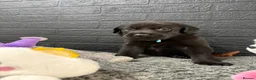 Mixed Breed dogs for sale: 🐾 GORGEOUS LABRADOR ×PRESA CANARIO PUPPIES 🐾 - Advert 12