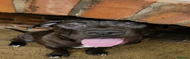 Mastiff 5
