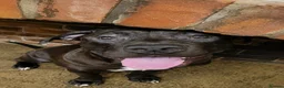 Mastiff dogs for sale: Mastiff Puppies for urgent rehome in Wirral - Advert 2