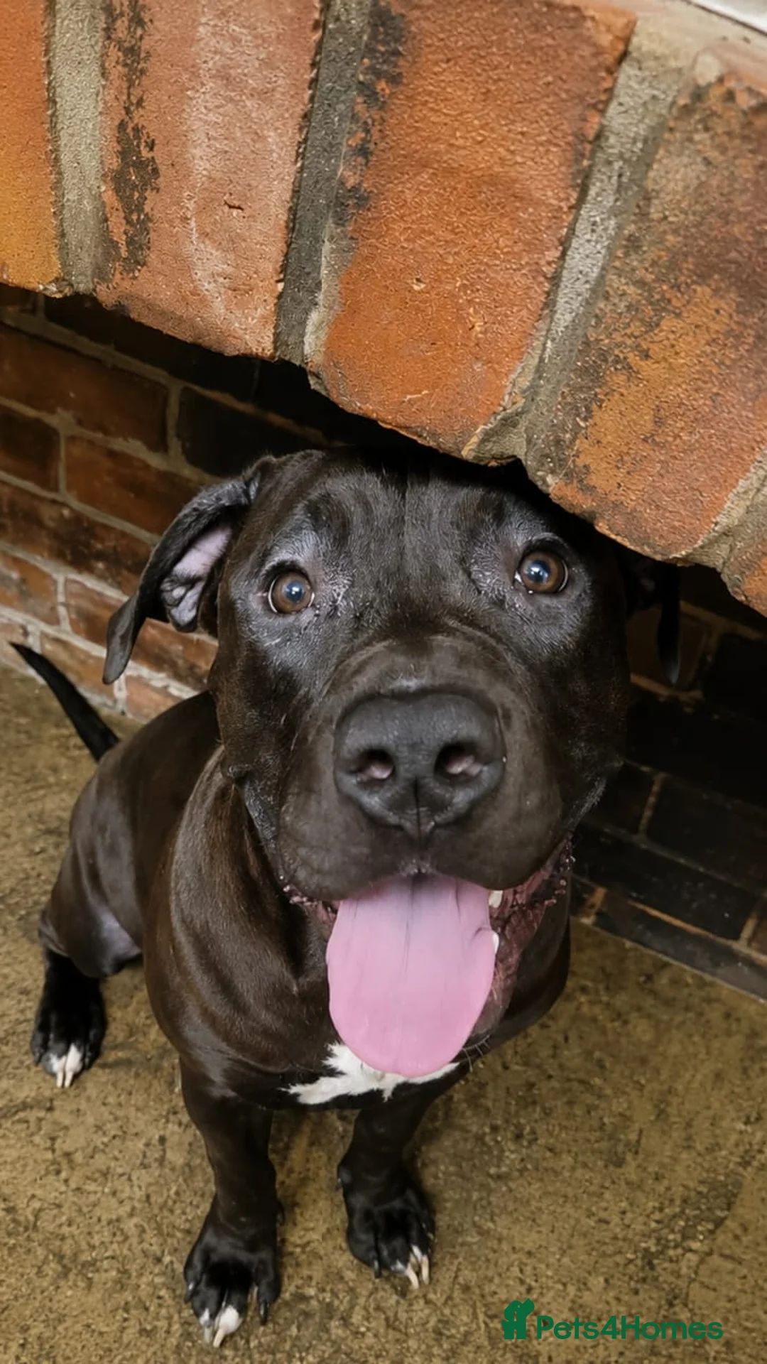 Mastiff dogs for sale: Mastiff Puppies for urgent rehome in Wirral - Advert 2