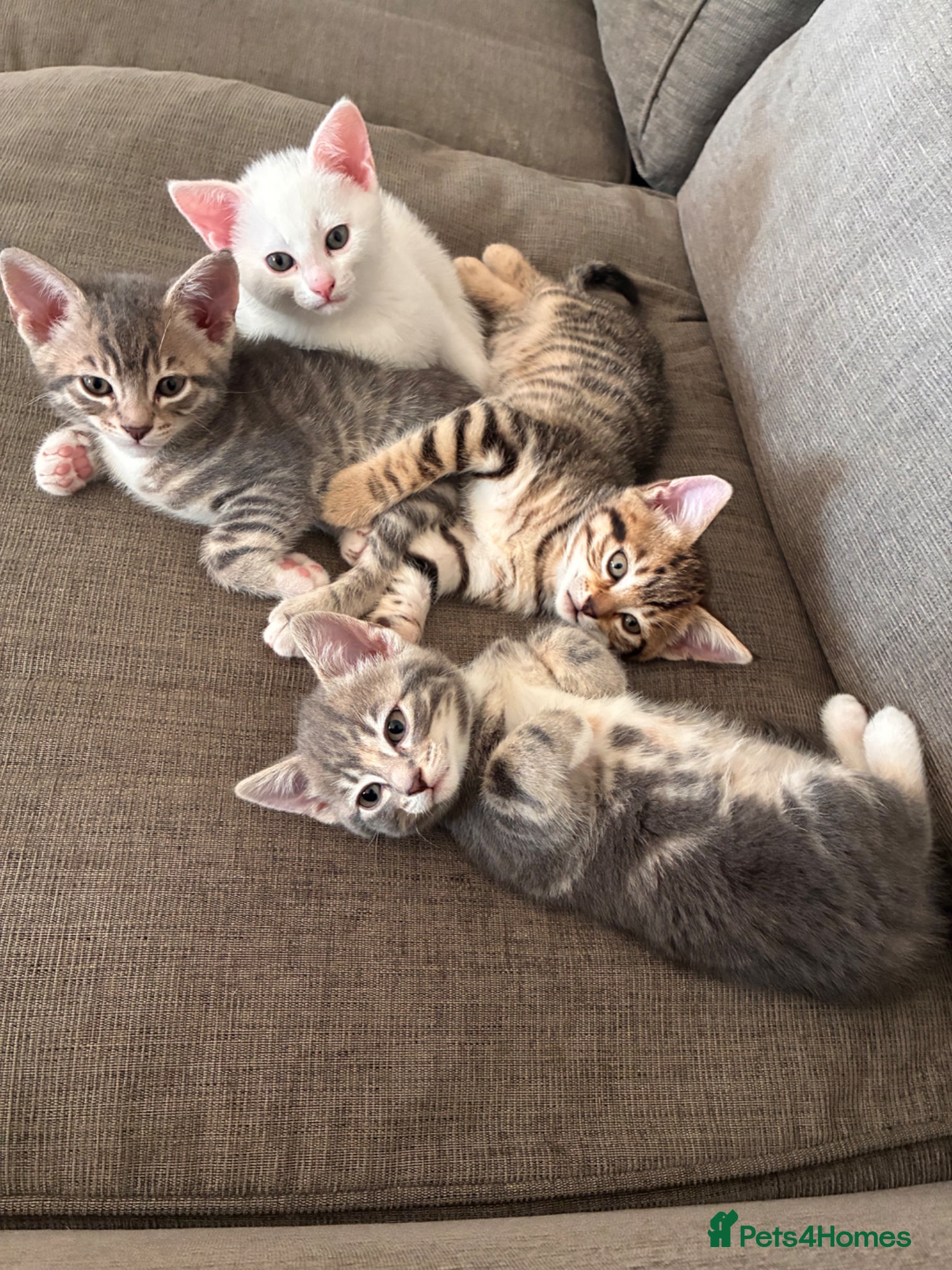 Mixed Breed cats Beautiful kittens, 1girls, 2 boys  - Advert 10