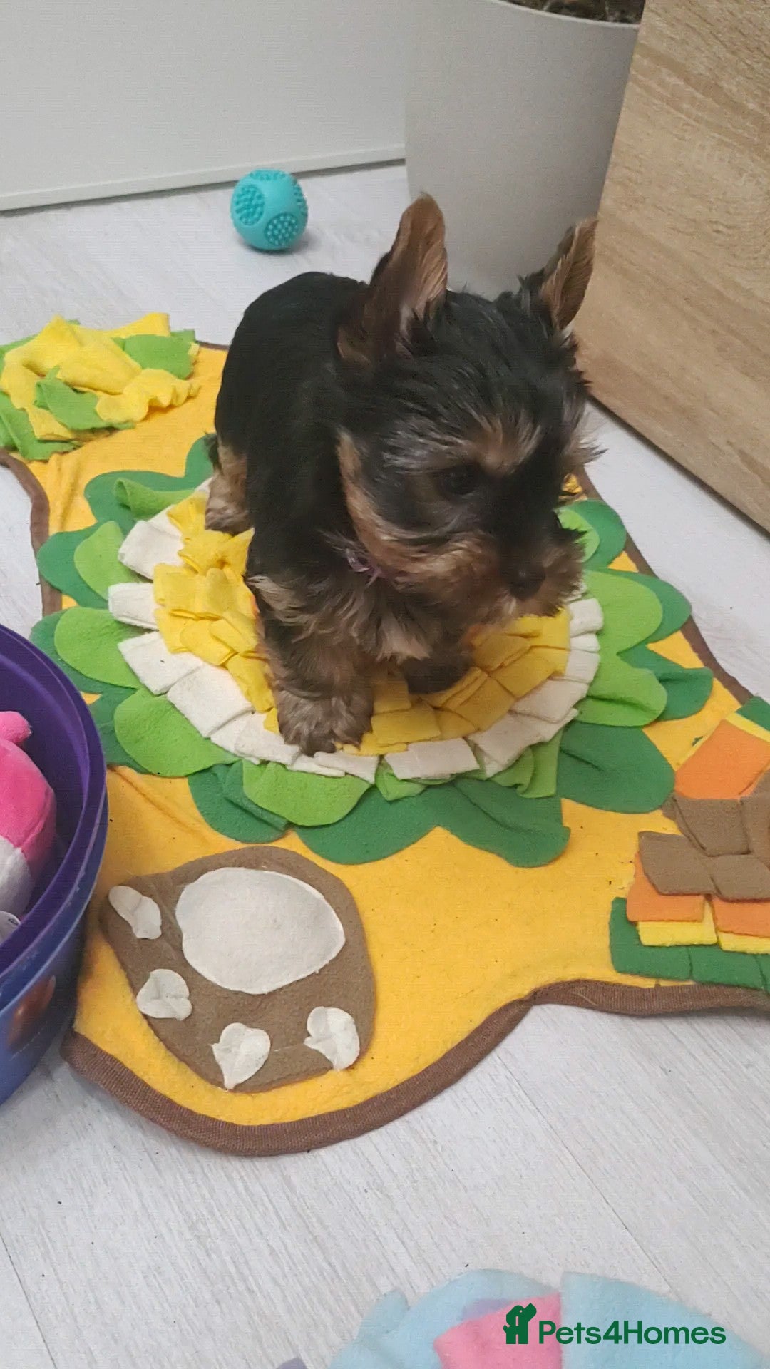 Yorkshire Terrier dogs Only little Boy left  - Advert 10
