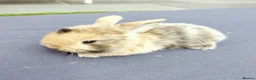 Mini Lop rabbits for sale: Mini Lop Bunnies - Advert 9