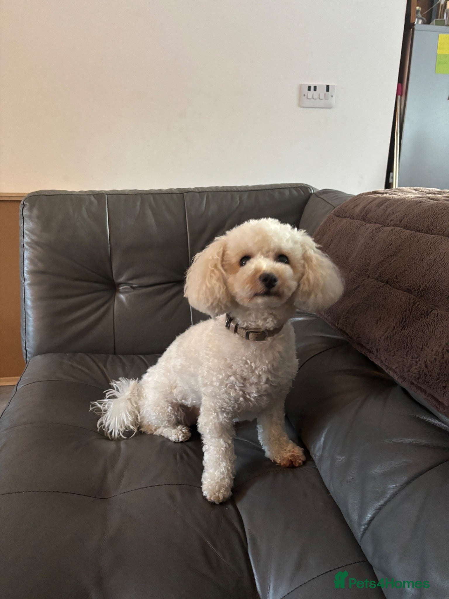 Poochon dogs Poochon - Advert 6