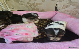 Yorkshire Terrier dogs for sale: 5 yorkies - Image 12