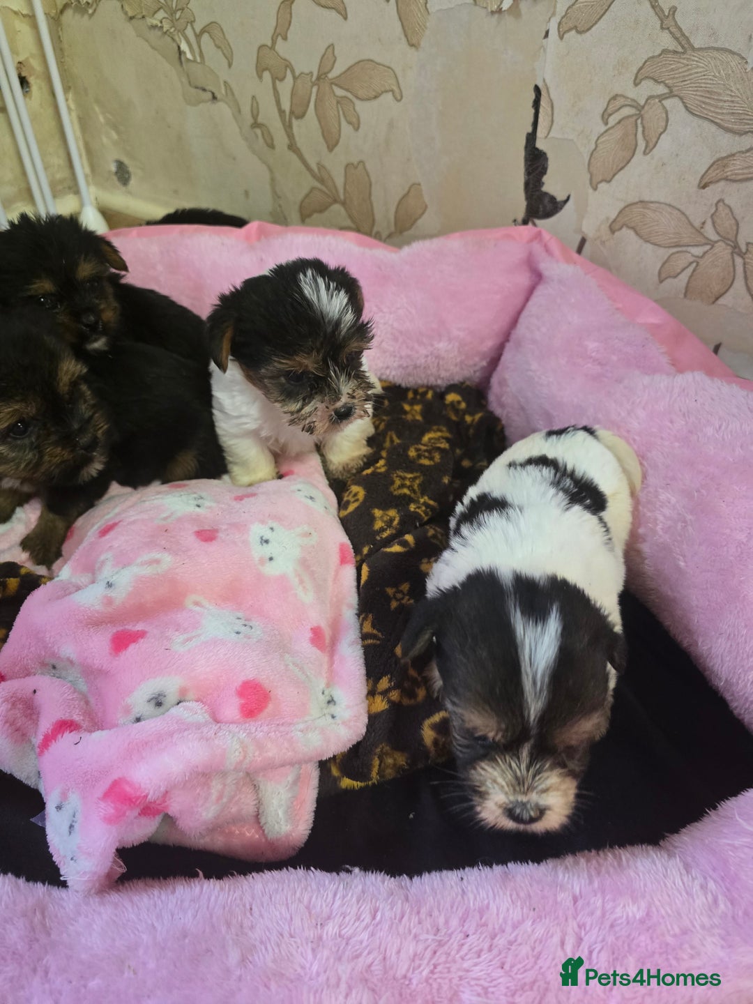 Yorkshire Terrier dogs for sale: 5 yorkies - Image 12