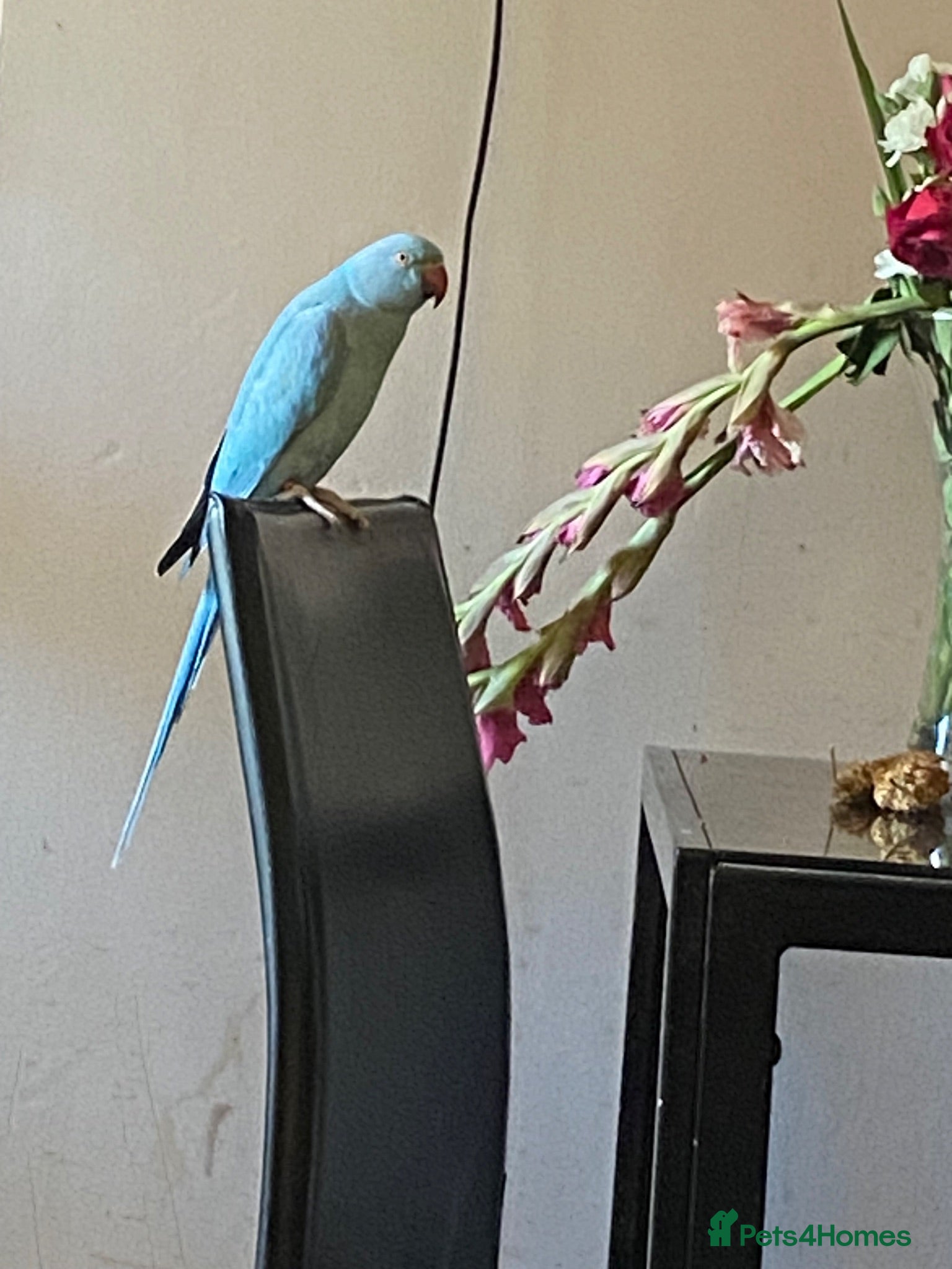 Ringnecks birds Tia the blue  - Advert 1