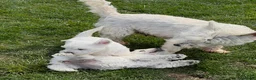 West Highland Terrier dogs for sale: Cute & Bouncy Westie Babes  - Advert 15