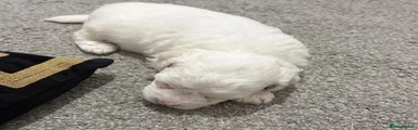 Bichon Frise 1