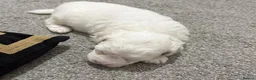 Bichon Frise dogs for sale: Cloud-Soft Paws and a Personality Full of Sunshine - Advert 3