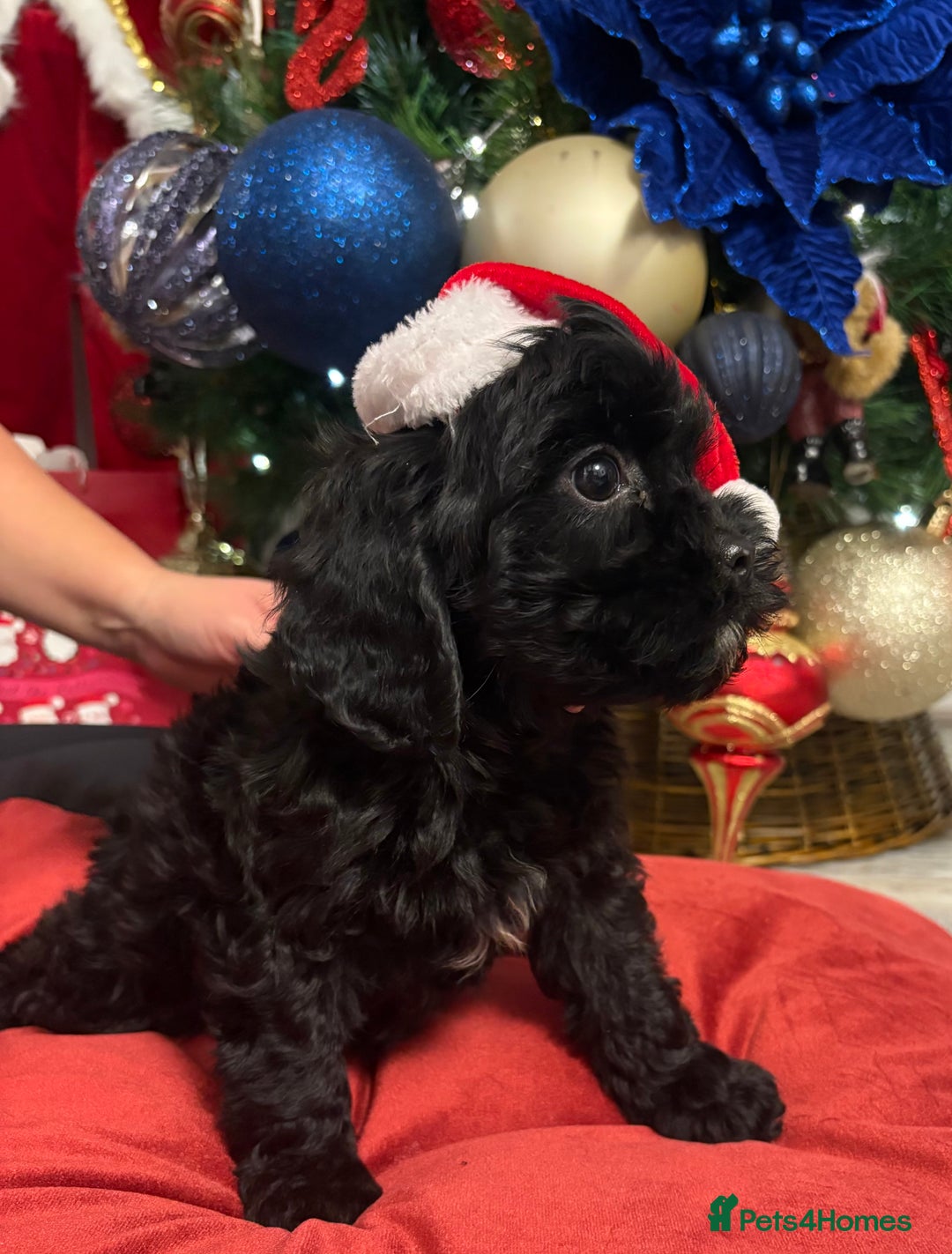 Cavapoo dogs for sale: Cavapoo puppy one beautiful little girl left   - Advert 2