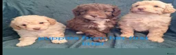 Cavapoo dogs for sale: Beautiful cavapoo in Egremont - Advert 3