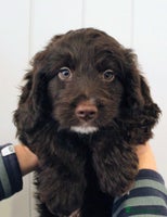 Cockapoo dogs F1 Cockapoo last boy READY NOW - Advert 2