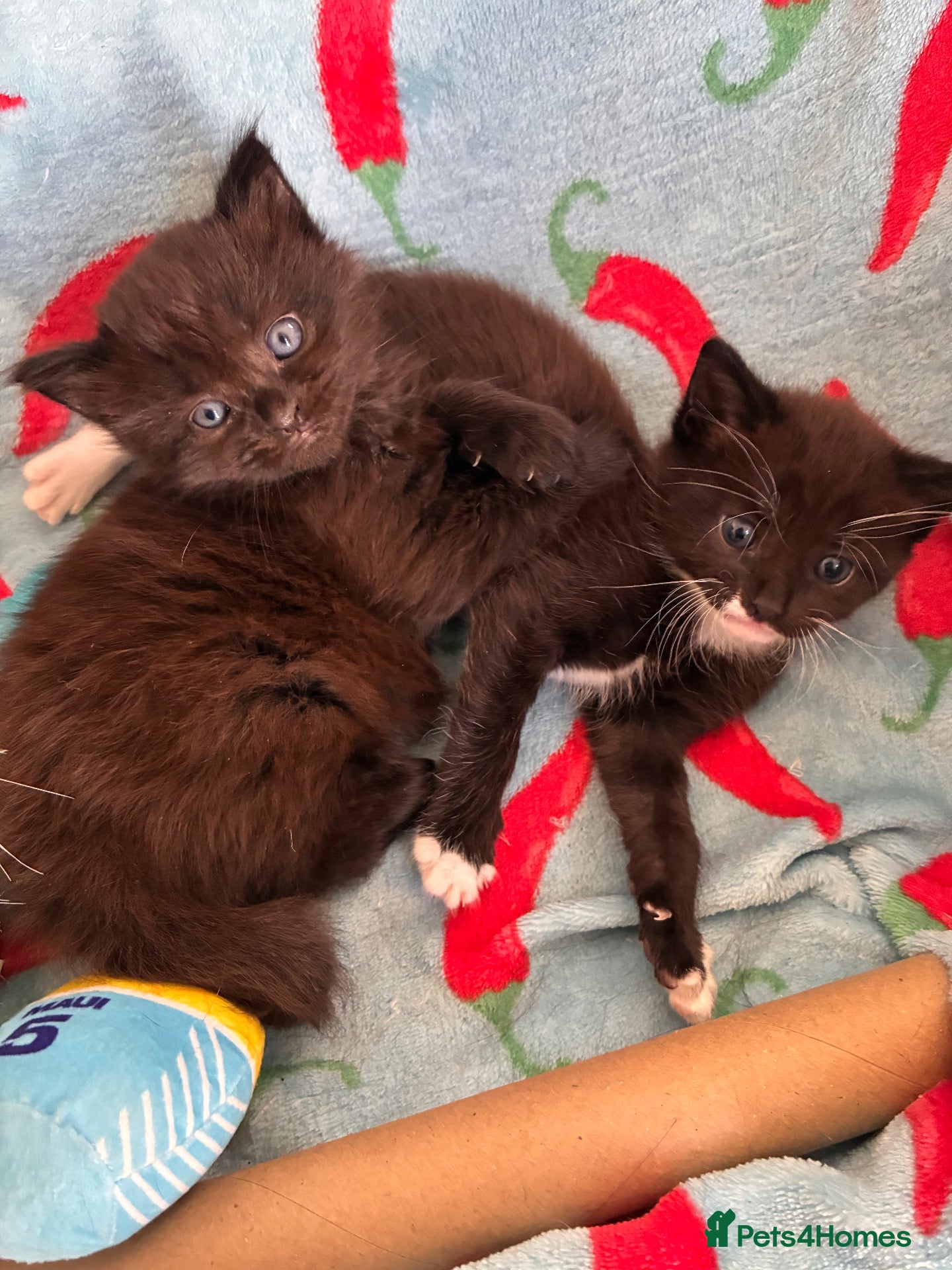 Mixed Breed cats Kitten for sale  - Advert 10