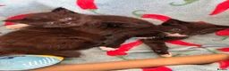 Mixed Breed cats for sale: Kitten for sale  - Advert 7