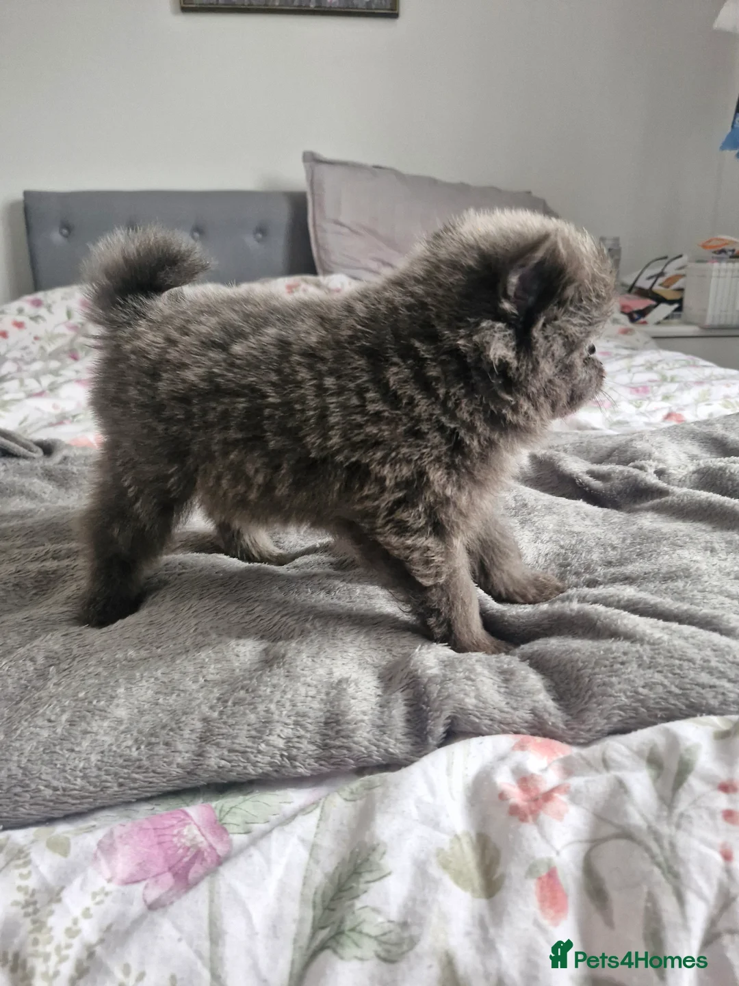 Pomapoo dogs for sale: ✨ Beautiful Pomapoo Puppies – 1,600 ✨ - Advert 20