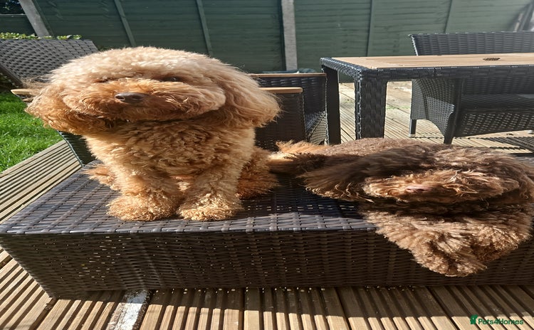 Miniature Poodle dogs - Advert 1