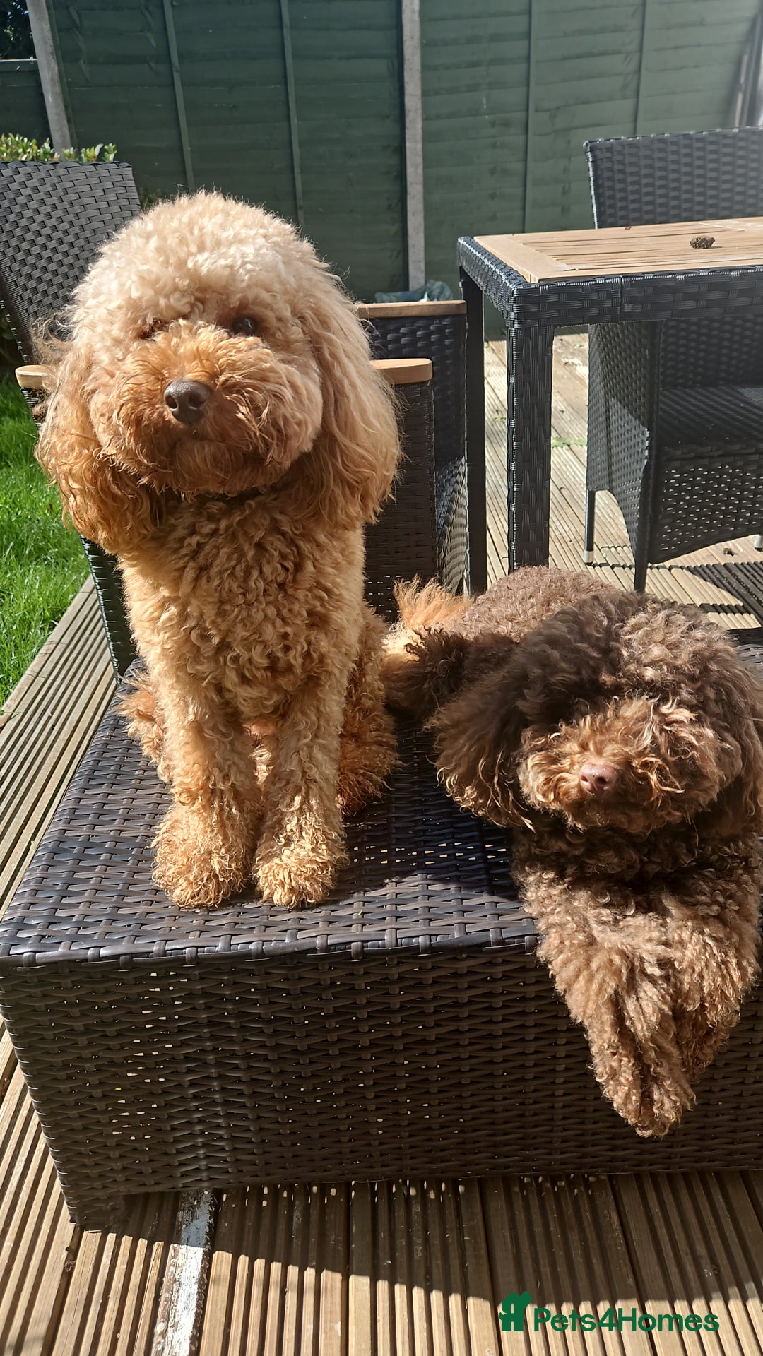 Miniature Poodle dogs for sale: Majestic trusted companies secure yours today  - Image 1