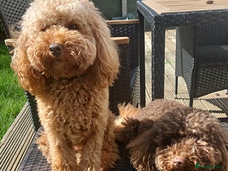 Miniature Poodle dogs - Advert 4