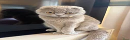 Scottish Fold cats for sale: 8 Beautiful blue Scottish folds  - Advert 25