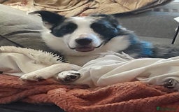 Border Collie dogs for sale: Border collie blue murle for sale - Image 9
