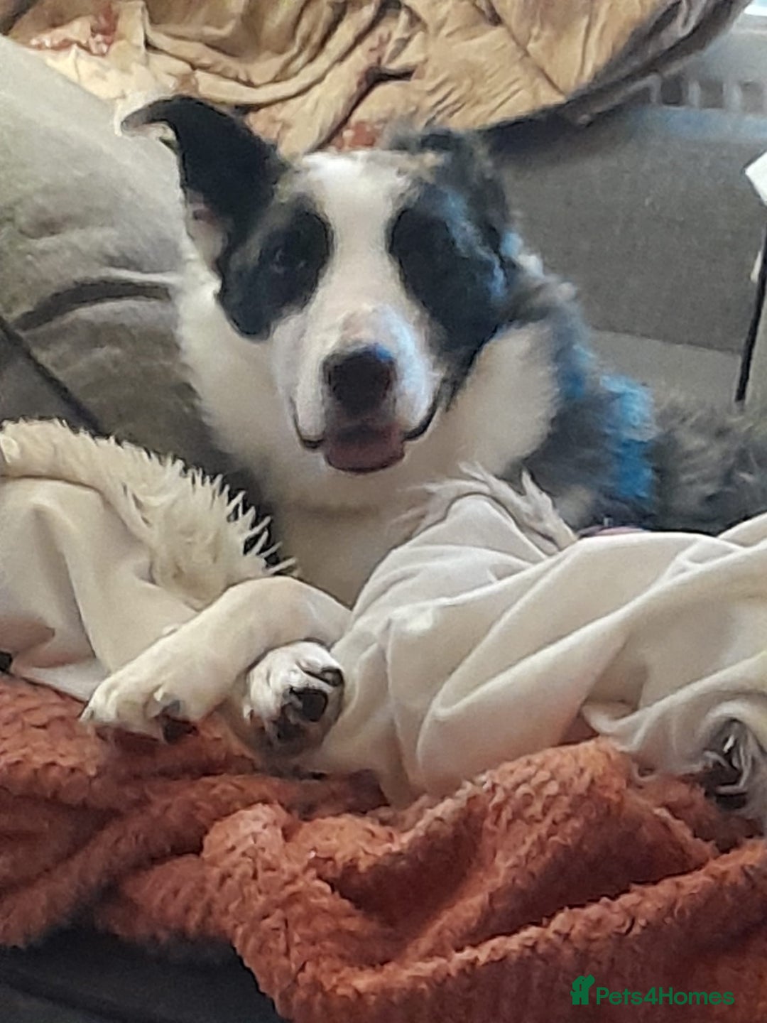 Border Collie dogs for sale: Border collie blue murle for sale - Image 9