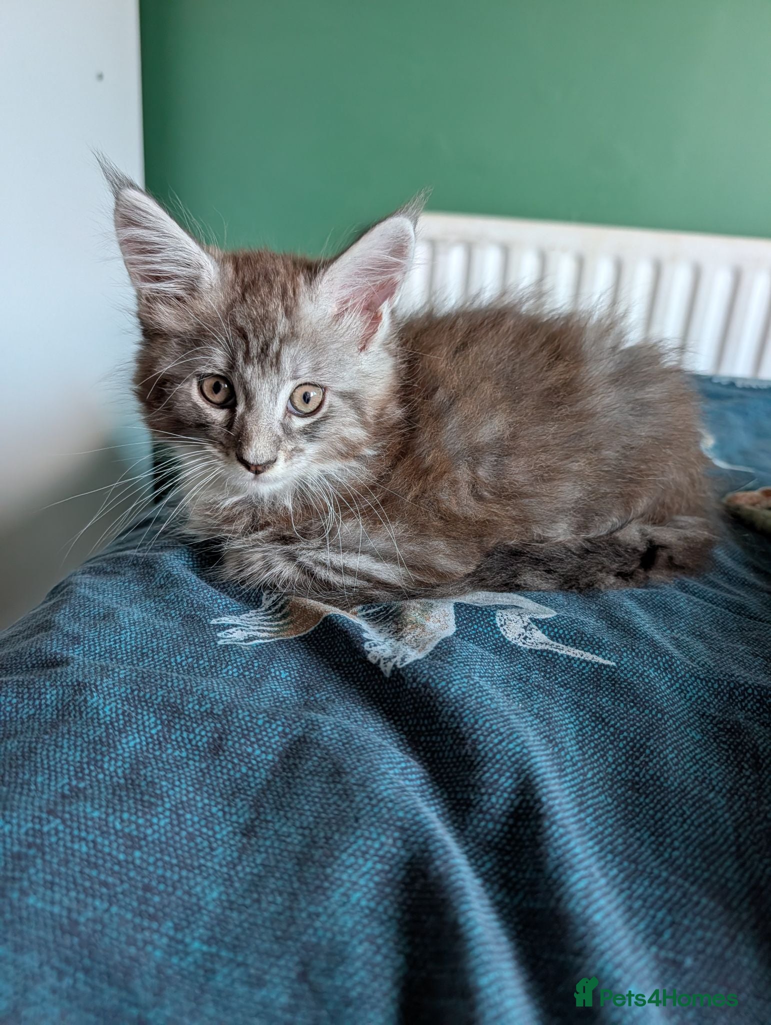 Maine Coon cats Maine Coon Boy - Advert 12