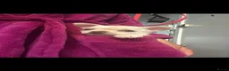 Chihuahua dogs for sale: *READY 24TH JUNE * Chihuahua pups for sale - Advert 12