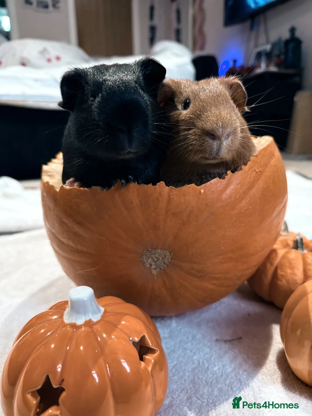 Guinea Pig rodents for sale: 4 guinea pigs ( 2 bonded pairs) in Waterlooville - Advert 2
