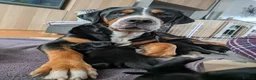 Mixed Breed dogs for sale: Golden Retriever X Greater Swiss Mountain Dog in North Shields - Advert 1