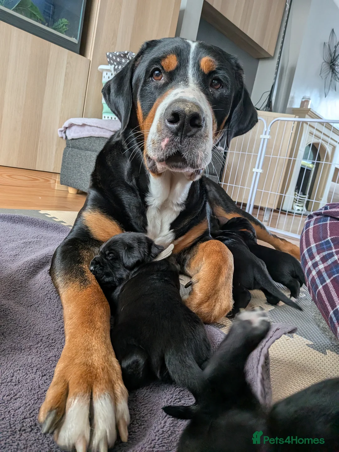 Mixed Breed dogs for sale: Golden Retriever X Greater Swiss Mountain Dog in North Shields - Advert 1