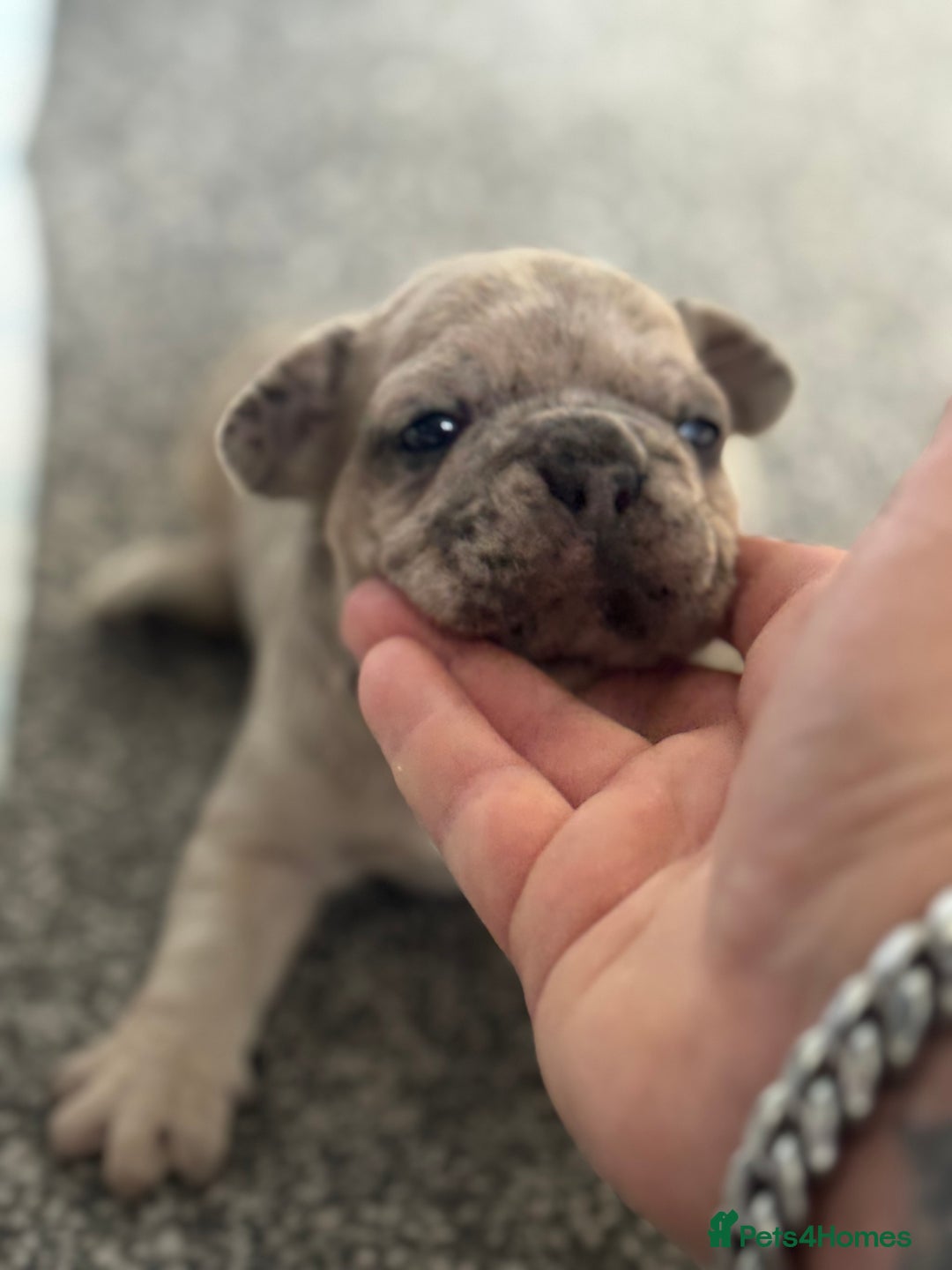 French Bulldog dogs for sale: Lilac Merle and Cream ghost Merle  in Stoke-on-Trent - Image 30