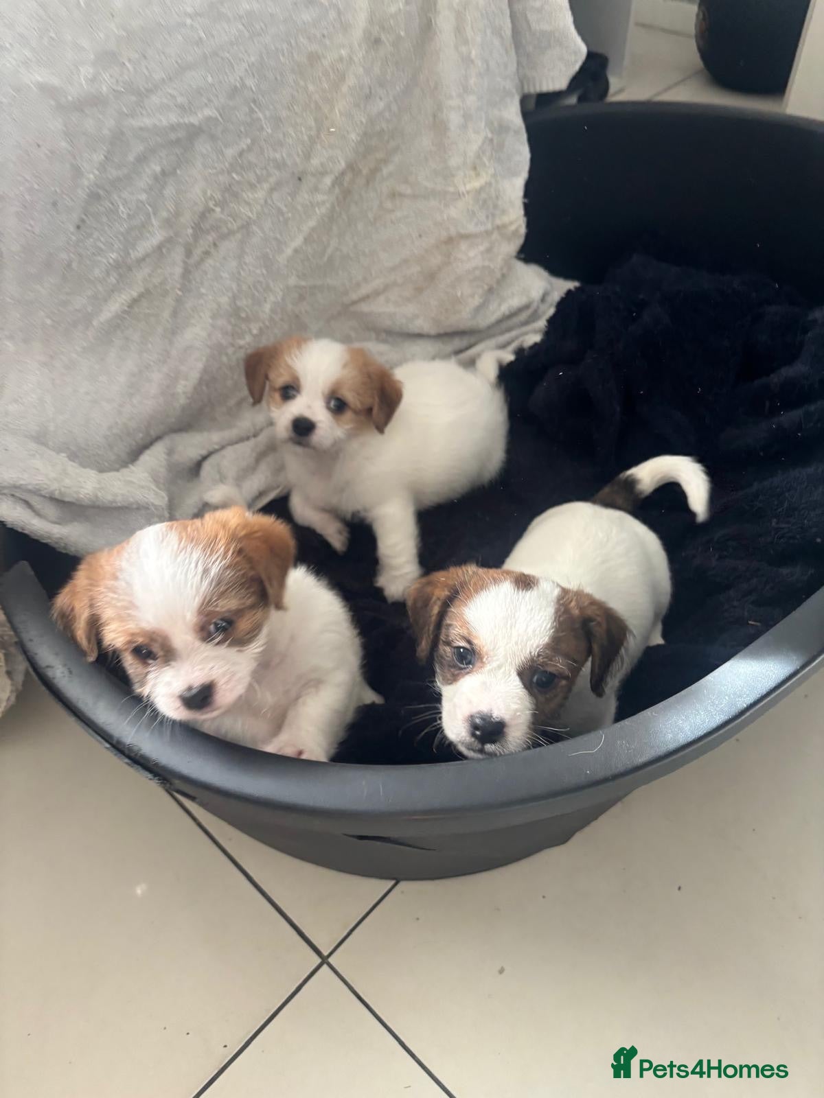 Mixed Breed dogs JACKTZU PUPS FOR SALE £450 - Advert 1