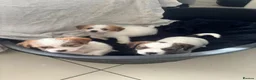 Mixed Breed dogs for sale: JACKTZU PUPS FOR SALE £450 - Advert 1