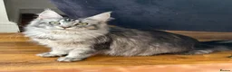 Maine Coon cats for sale: Maine coones kittens for sale ready 12th June  - Advert 14