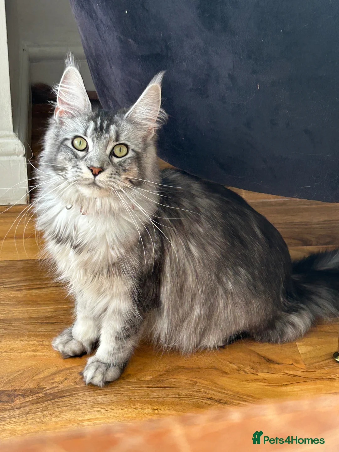 Maine Coon cats for sale: Maine coones kittens for sale ready 12th June  - Advert 14