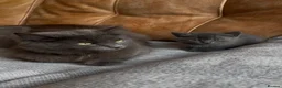 Mixed Breed cats for sale: 3 kittens looking for a new loving home  - Advert 9