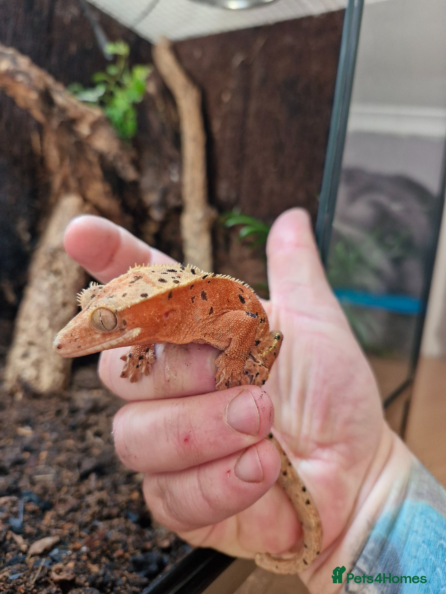 Gecko reptiles Dalmatian crested gecko  - Advert 1